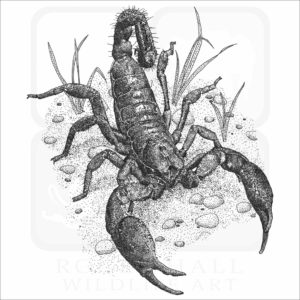 Asian Forest Scorpion