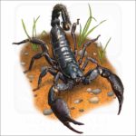 Asian Forest Scorpion illustration