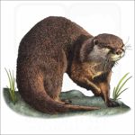 Asian Small-Clawed Otter Illustration