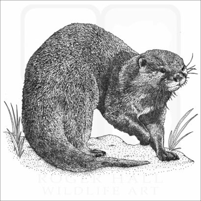 Asian Small-Clawed Otter