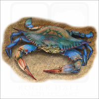 Atlantic Blue Crab illustration