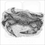Atlantic Blue Crab