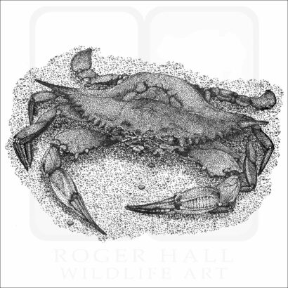 Atlantic Blue Crab