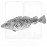 Atlantic Cod