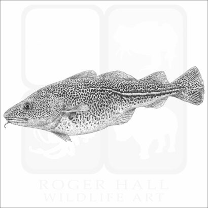 Atlantic Cod
