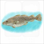 Atlantic Cod illustration