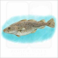 Atlantic Cod illustration