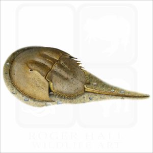 Atlantic Horseshoe Crab illustration