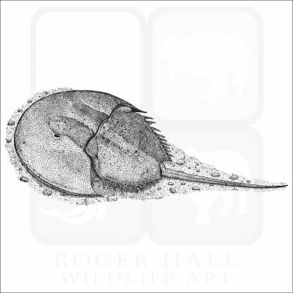 Atlantic Horseshoe Crab