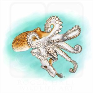 Atlantic or Common Octopus illustration