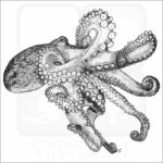 Atlantic Octopus