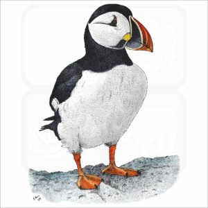 Atlantic Puffin illustration