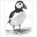 Atlantic Puffin