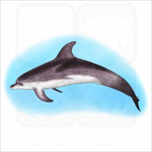 Atlantic Spotted Dolphin illustration