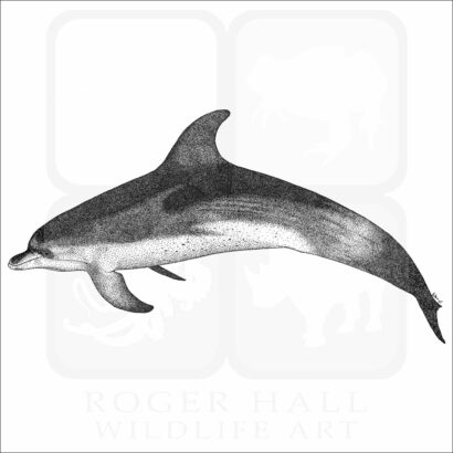 Atlantic Spotted Dolphin