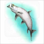 Atlantic Tarpon illustration