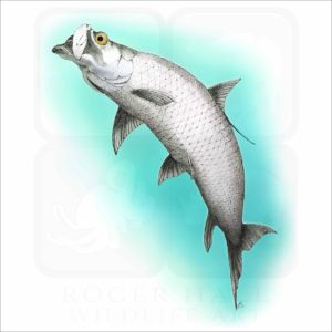 Atlantic Tarpon illustration