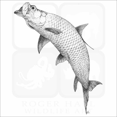 Atlantic Tarpon