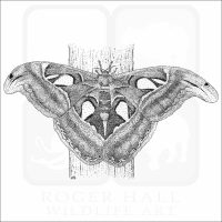 Atlas Moth