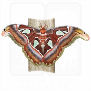 Atlas Moth illustration
