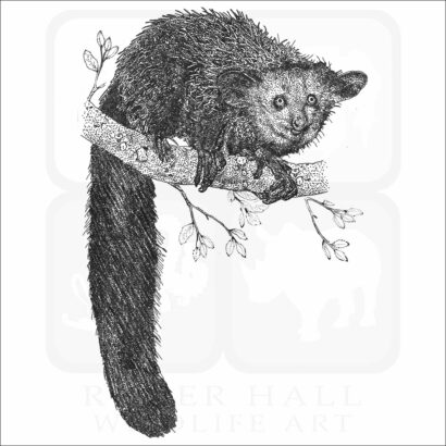 Aye-Aye