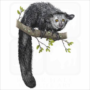 Aye-Aye illustration