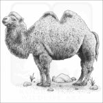 Bactrian Camel