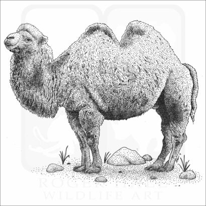 Bactrian Camel