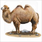 Bactrian Camel illustration