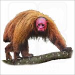 Bald Uakari illustration