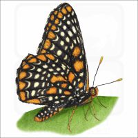 Baltimore Checkerspot Butterfly illustration