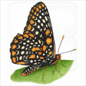 Baltimore Checkerspot Butterfly illustration