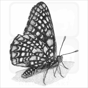 Baltimore Checkerspot Butterfly