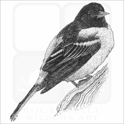 Baltimore Oriole