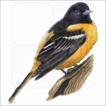 Baltimore Oriole illustration