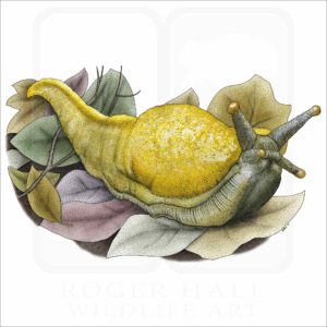 Banana Slug illustration