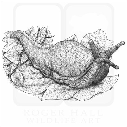 Banana Slug