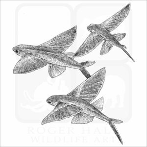 Bandwing Flying Fish