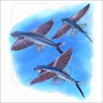 Bandwing Flying Fish illustration