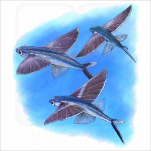 Bandwing Flying Fish illustration