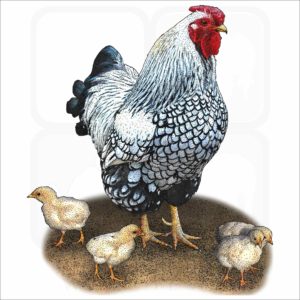 Bantam Chicken illustration