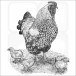 Bantam Chicken