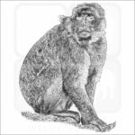 Barbary Macaque