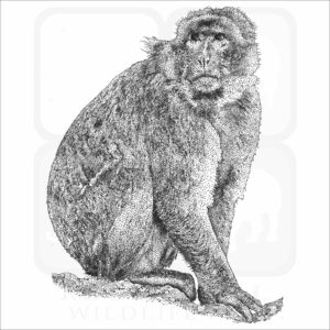 Barbary Macaque