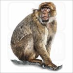 Barbary Macaque illustration
