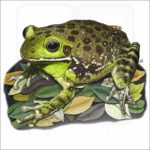 Barking Treefrog illustration