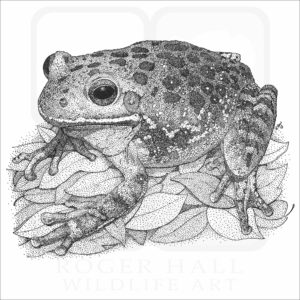 Barking Treefrog