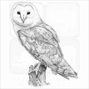 Barn Owl