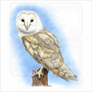 Barn Owl illustration
