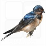 Barn Swallow illustration